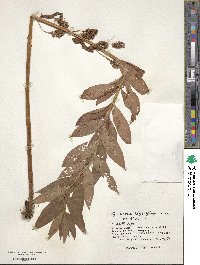 Lysimachia thyrsiflora image