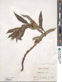 Lysimachia thyrsiflora image