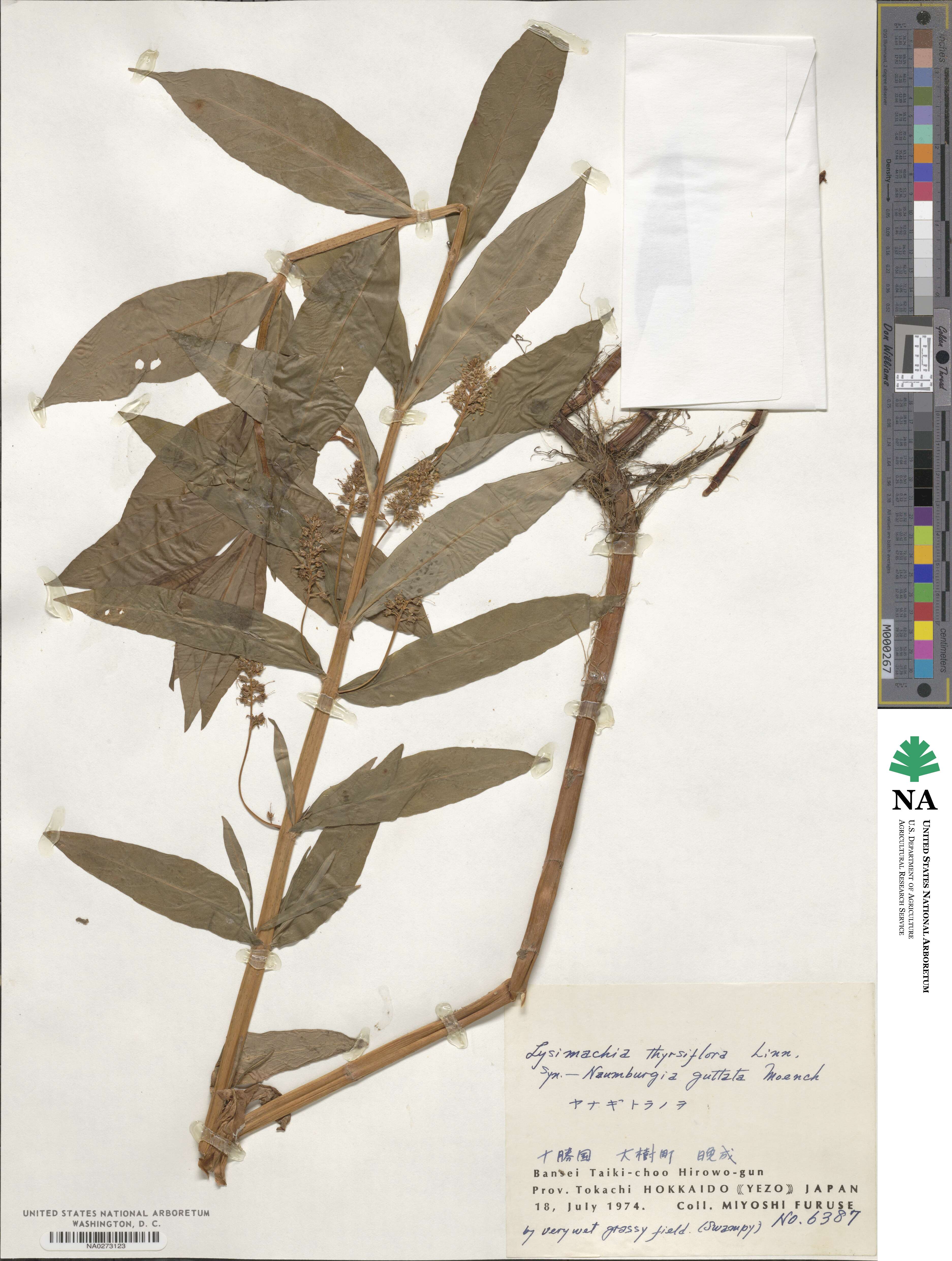 Lysimachia thyrsiflora image