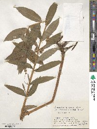 Lysimachia thyrsiflora image