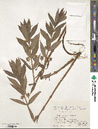 Lysimachia thyrsiflora image