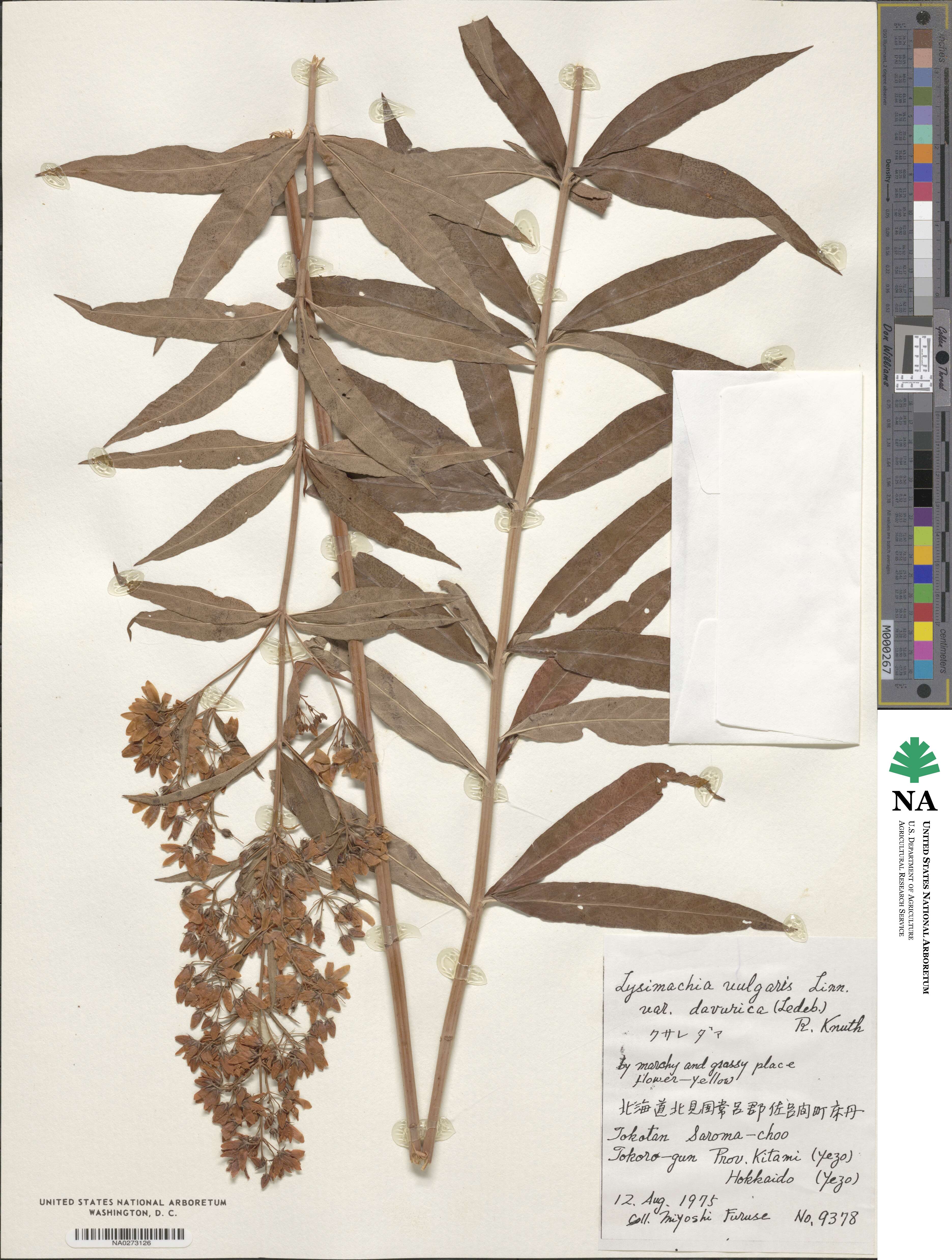 Lysimachia davurica image