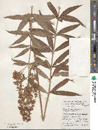 Lysimachia davurica image