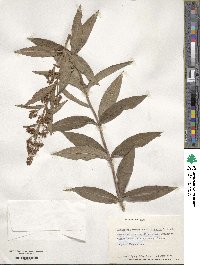 Lysimachia davurica image