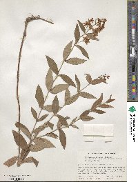 Lysimachia davurica image