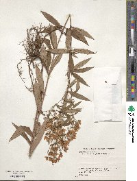 Lysimachia davurica image