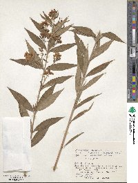 Lysimachia davurica image