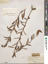 Lysimachia barystachys image