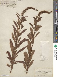 Lysimachia barystachys image