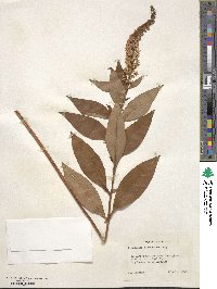 Lysimachia clethroides image