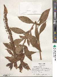 Lysimachia clethroides image