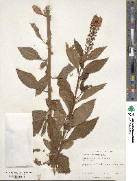 Lysimachia clethroides image