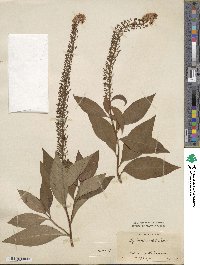 Lysimachia clethroides image