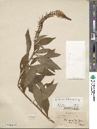 Lysimachia clethroides image