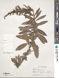 Image of Lysimachia minoricensis