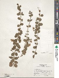 Lysimachia nummularia image