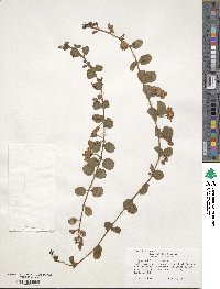 Lysimachia nummularia image