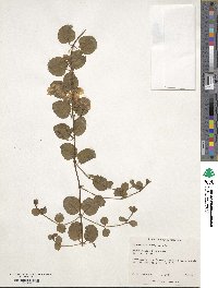 Lysimachia nummularia image