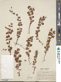 Lysimachia nummularia image