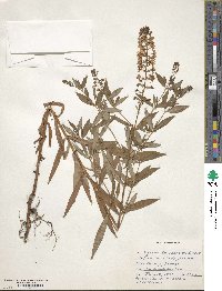 Lysimachia terrestris image