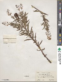 Lysimachia terrestris image