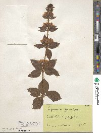 Lysimachia vulgaris image