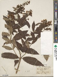 Lysimachia vulgaris image