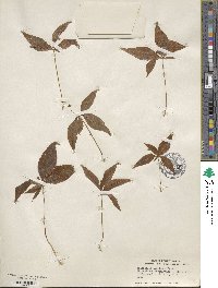 Lysimachia borealis image