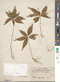 Lysimachia borealis image