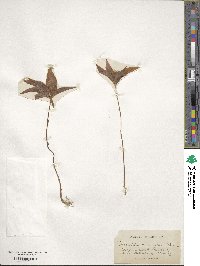 Lysimachia borealis image