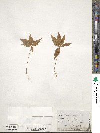 Lysimachia borealis image