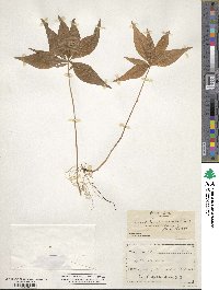 Lysimachia borealis image