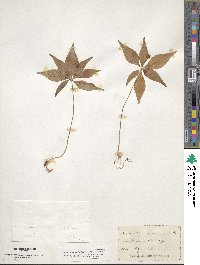 Lysimachia borealis image