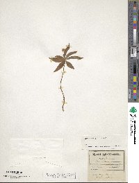 Lysimachia borealis image