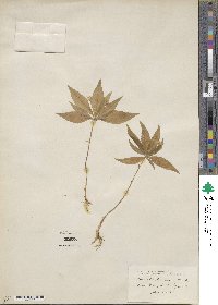 Lysimachia borealis image