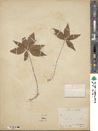 Lysimachia borealis image