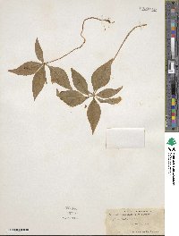 Lysimachia borealis image