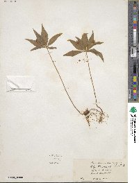 Lysimachia borealis image