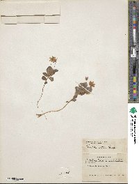 Lysimachia europaea var. arctica image