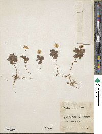 Lysimachia europaea var. arctica image