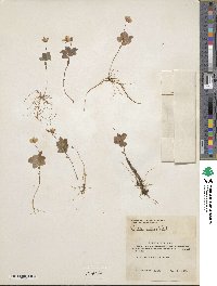 Lysimachia europaea var. arctica image