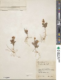 Lysimachia europaea var. arctica image