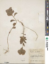 Lysimachia europaea var. arctica image