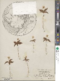 Lysimachia borealis image