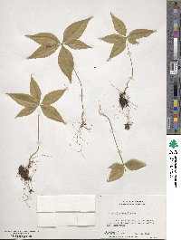 Lysimachia borealis image