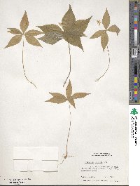 Lysimachia borealis image