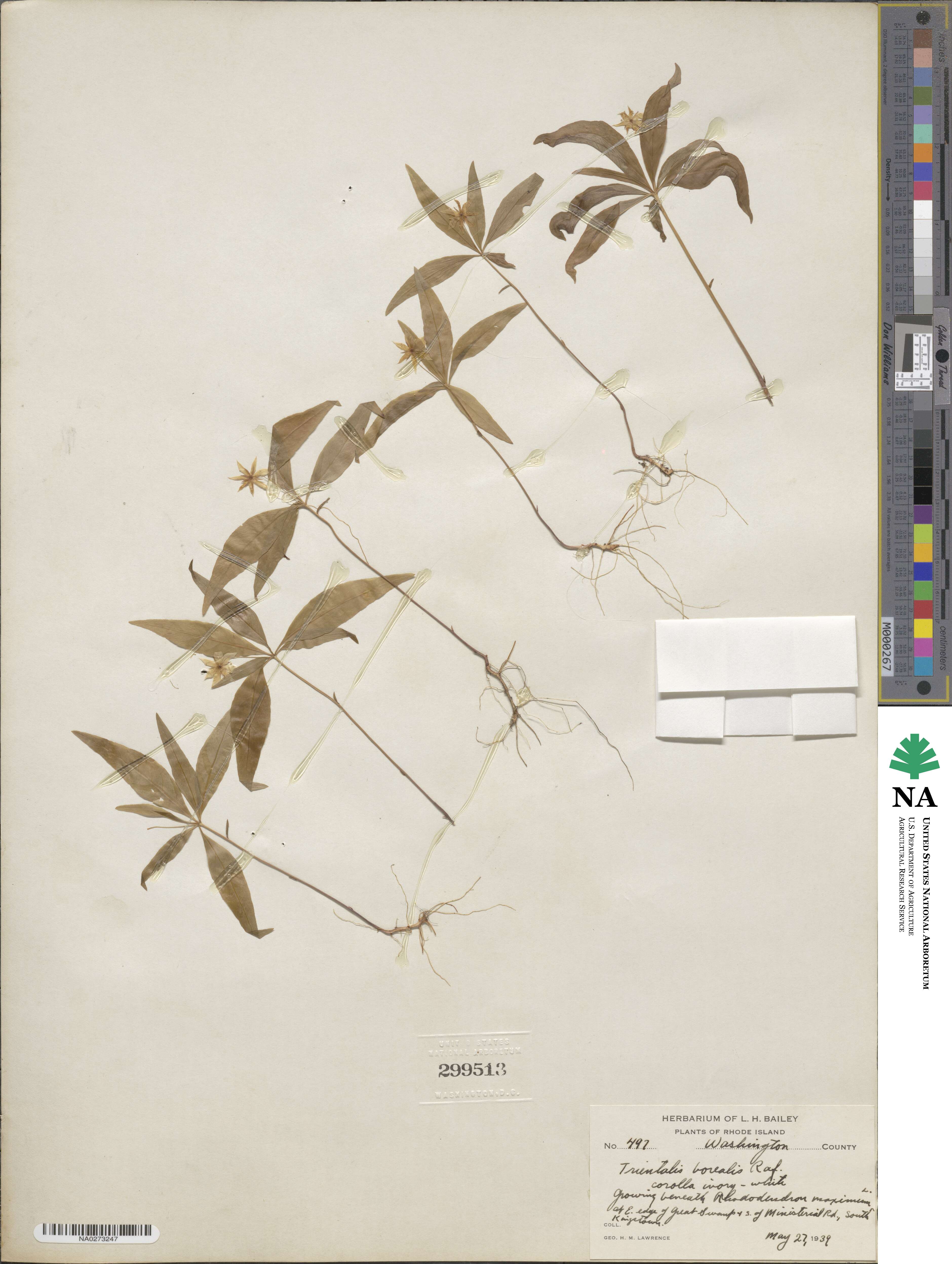 Lysimachia borealis image