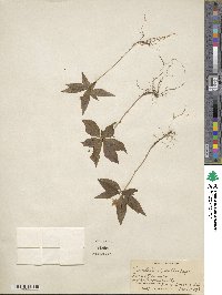 Lysimachia borealis image