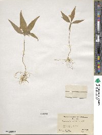 Lysimachia borealis image