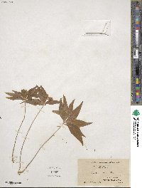 Lysimachia borealis image